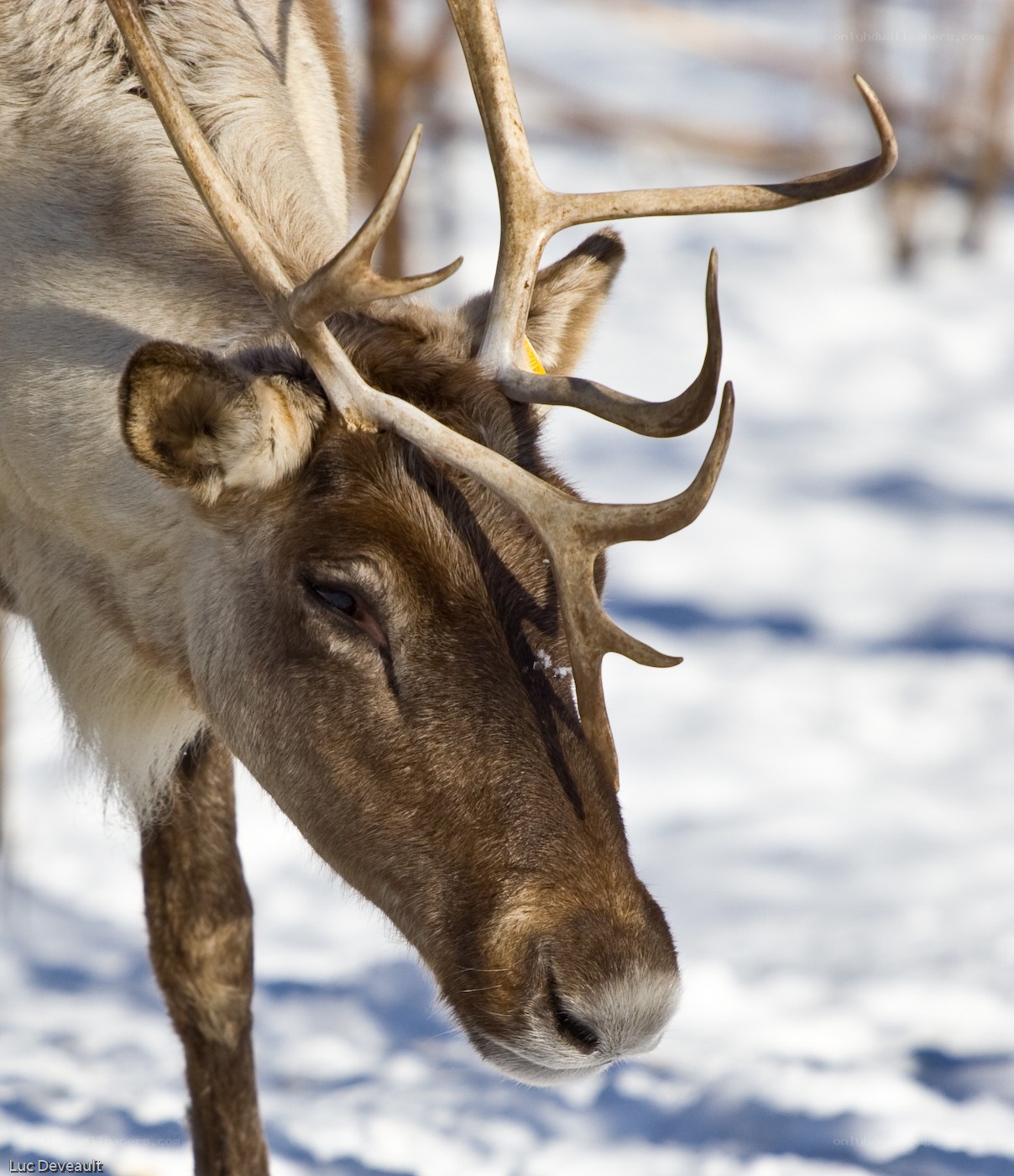 Reindeer in snowy landscape