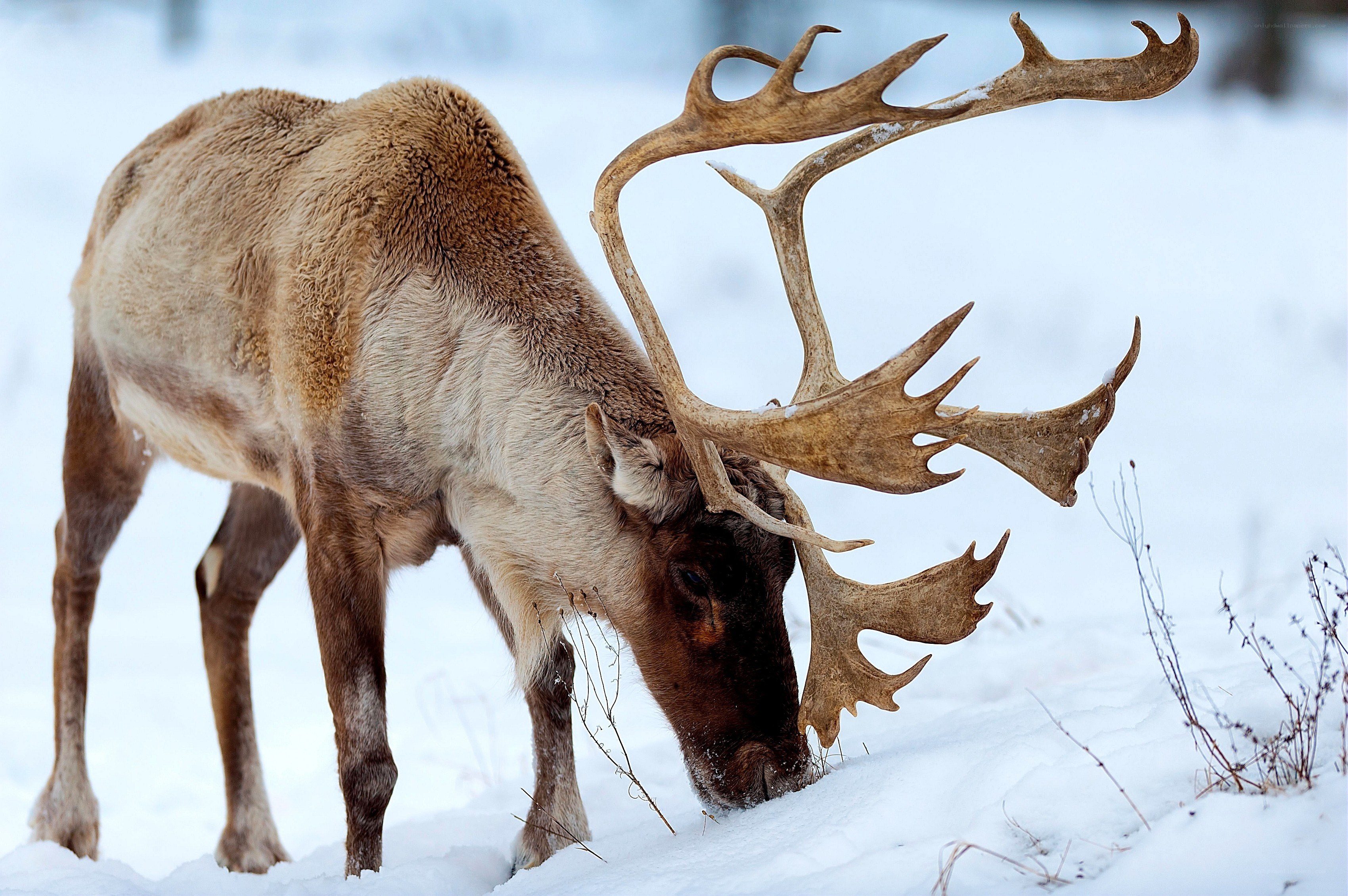 Reindeer in snowy landscape