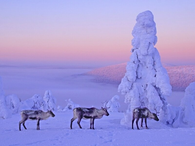 Reindeer in snowy landscape