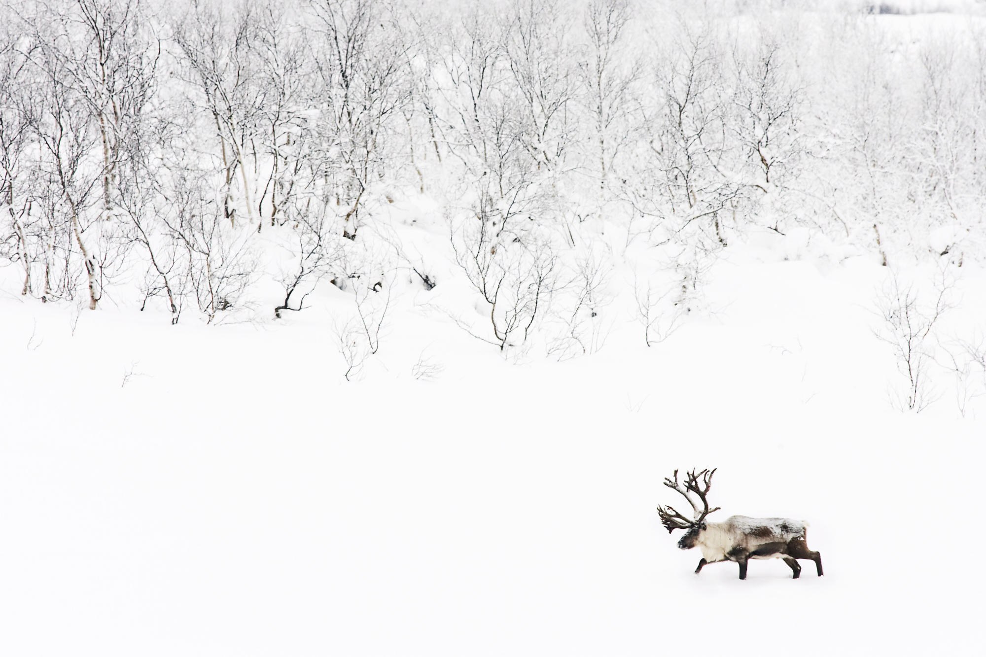 Reindeer in snowy landscape