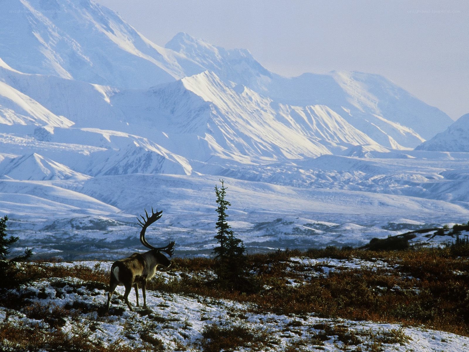 Reindeer in snowy mountains