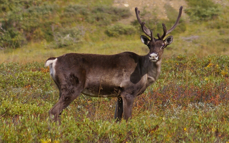 Reindeer in Tundra — Green