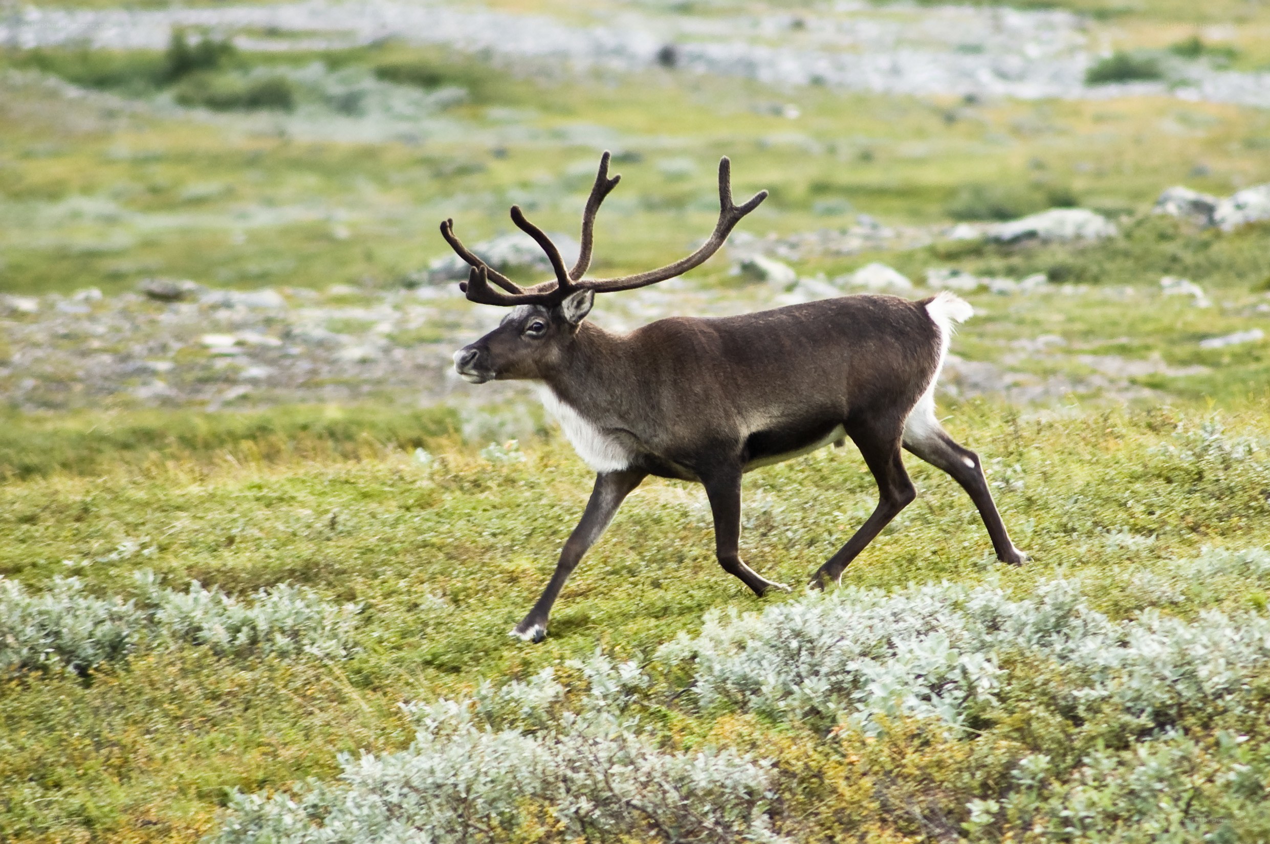 Reindeer in tundra landscape