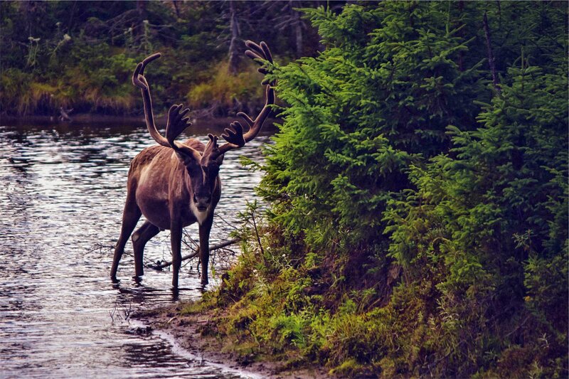 Reindeer in Water