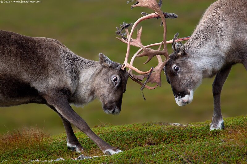 Reindeer locking antlers