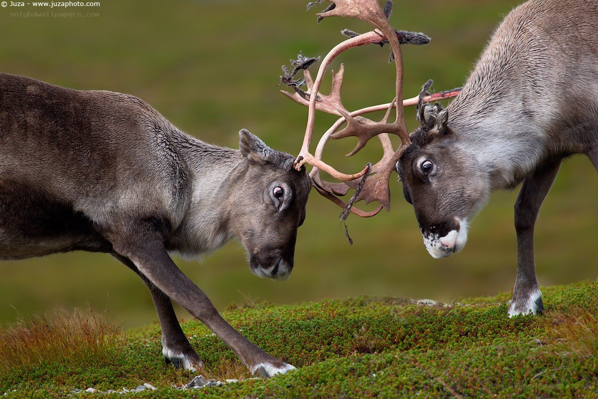 Reindeer locking antlers