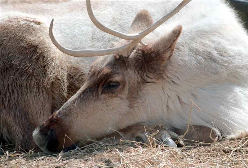 Reindeer Lying Down