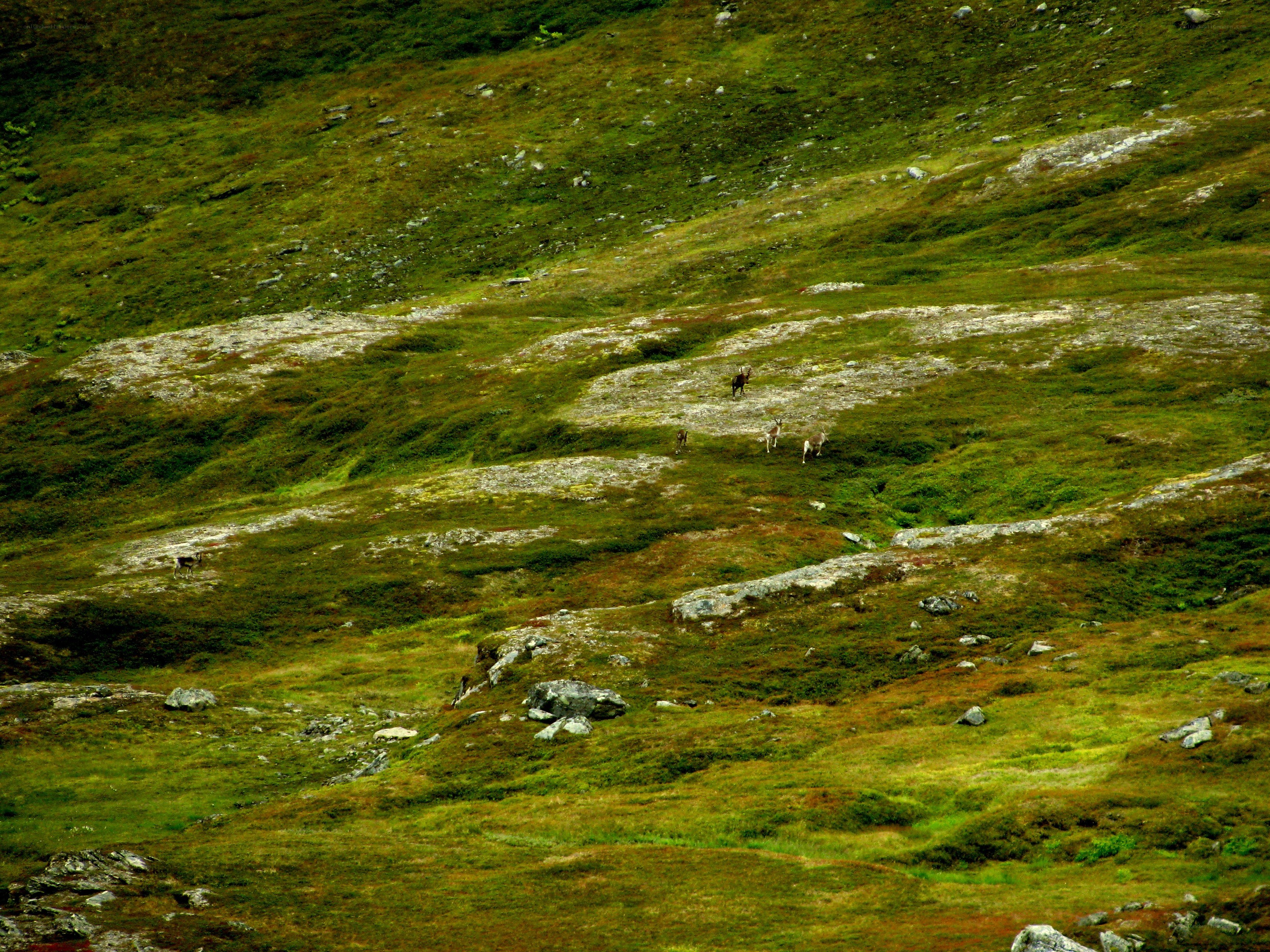 Reindeer on a grassy hillside