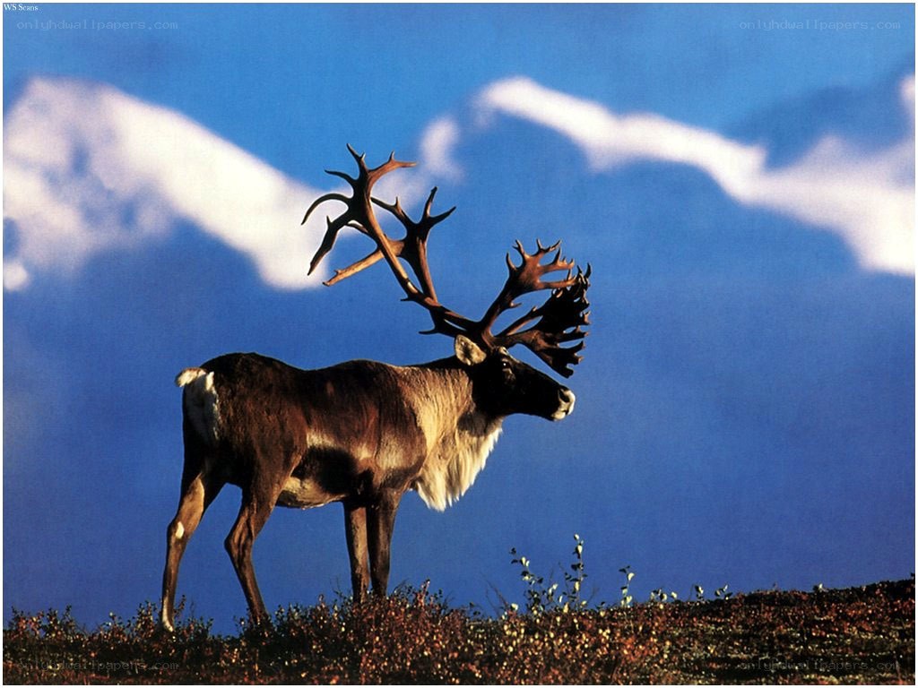 Reindeer on a hillside