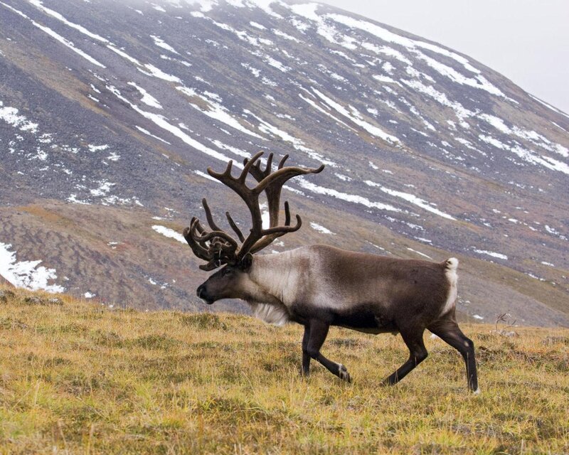 Reindeer on a snowy hillside