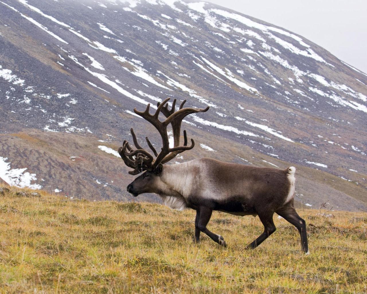 Reindeer on a snowy hillside