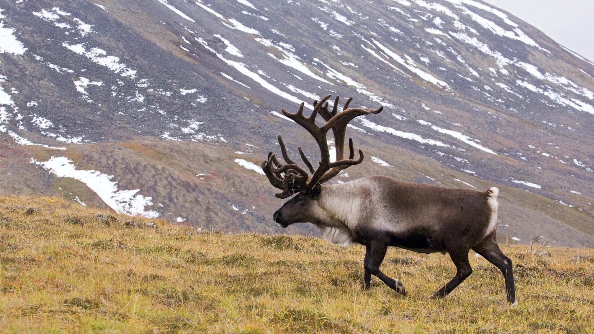 Reindeer on a snowy hillside