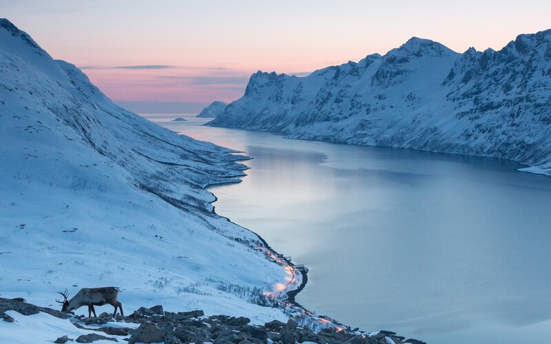 Reindeer on snowy mountain at dusk