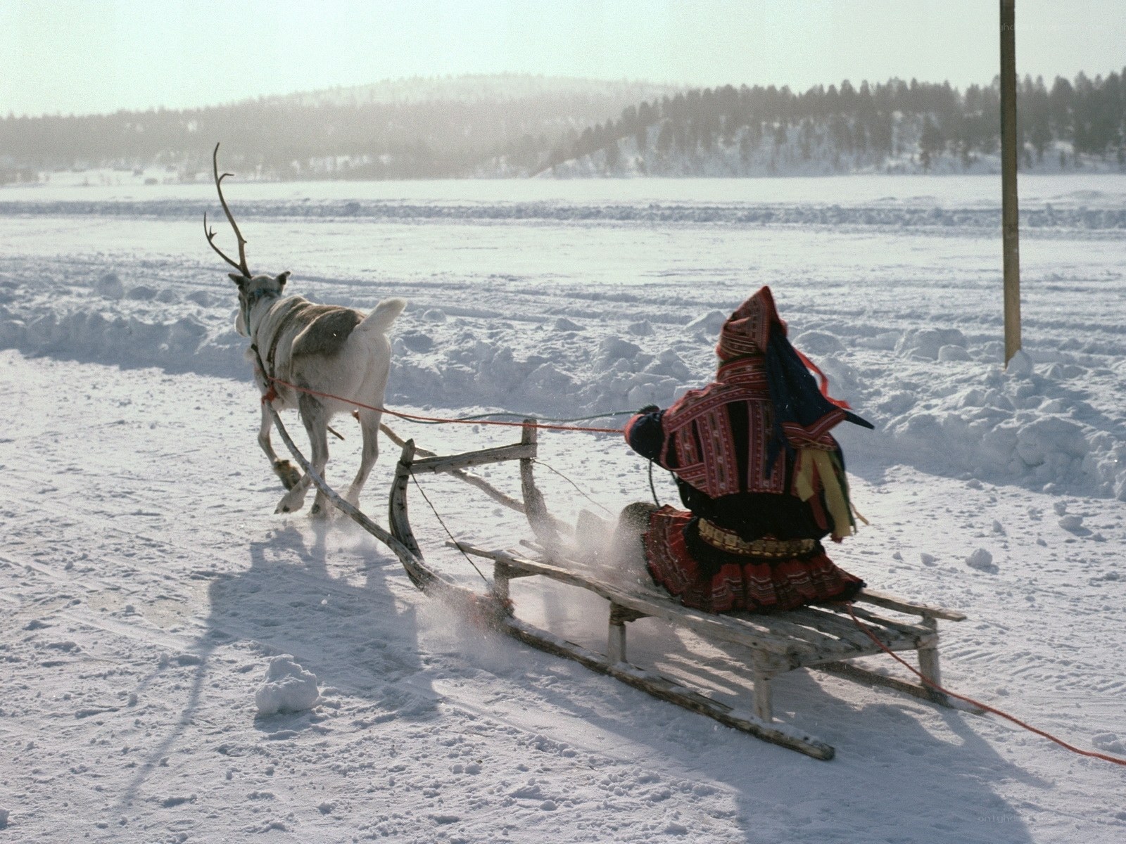 Reindeer pulling a sled