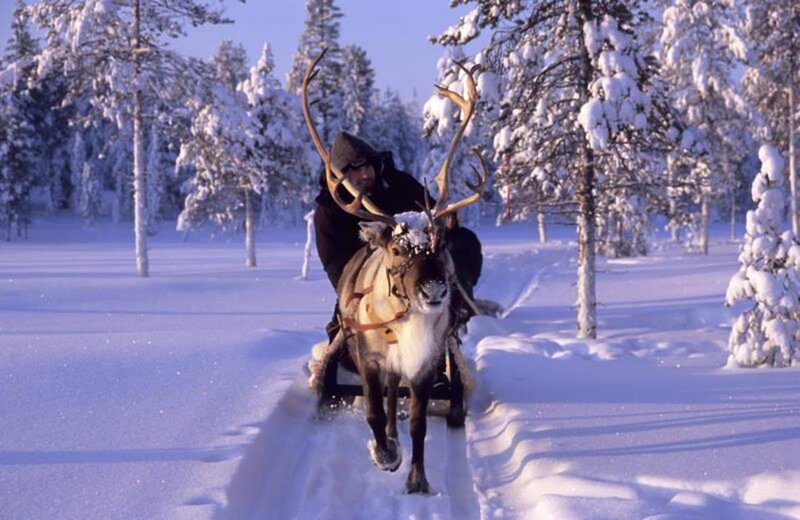 Reindeer Pulling Sled