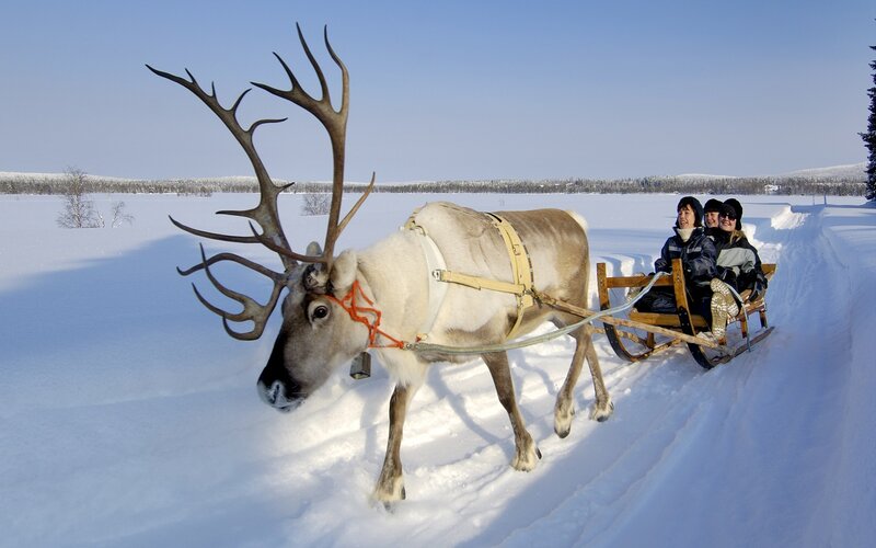 Reindeer Pulling Sled — White, Serene
