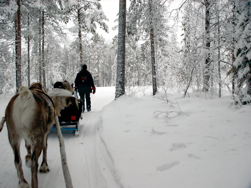 Reindeer Pulling Sled — White