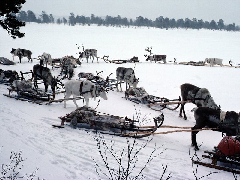 Reindeer pulling sleds in snow