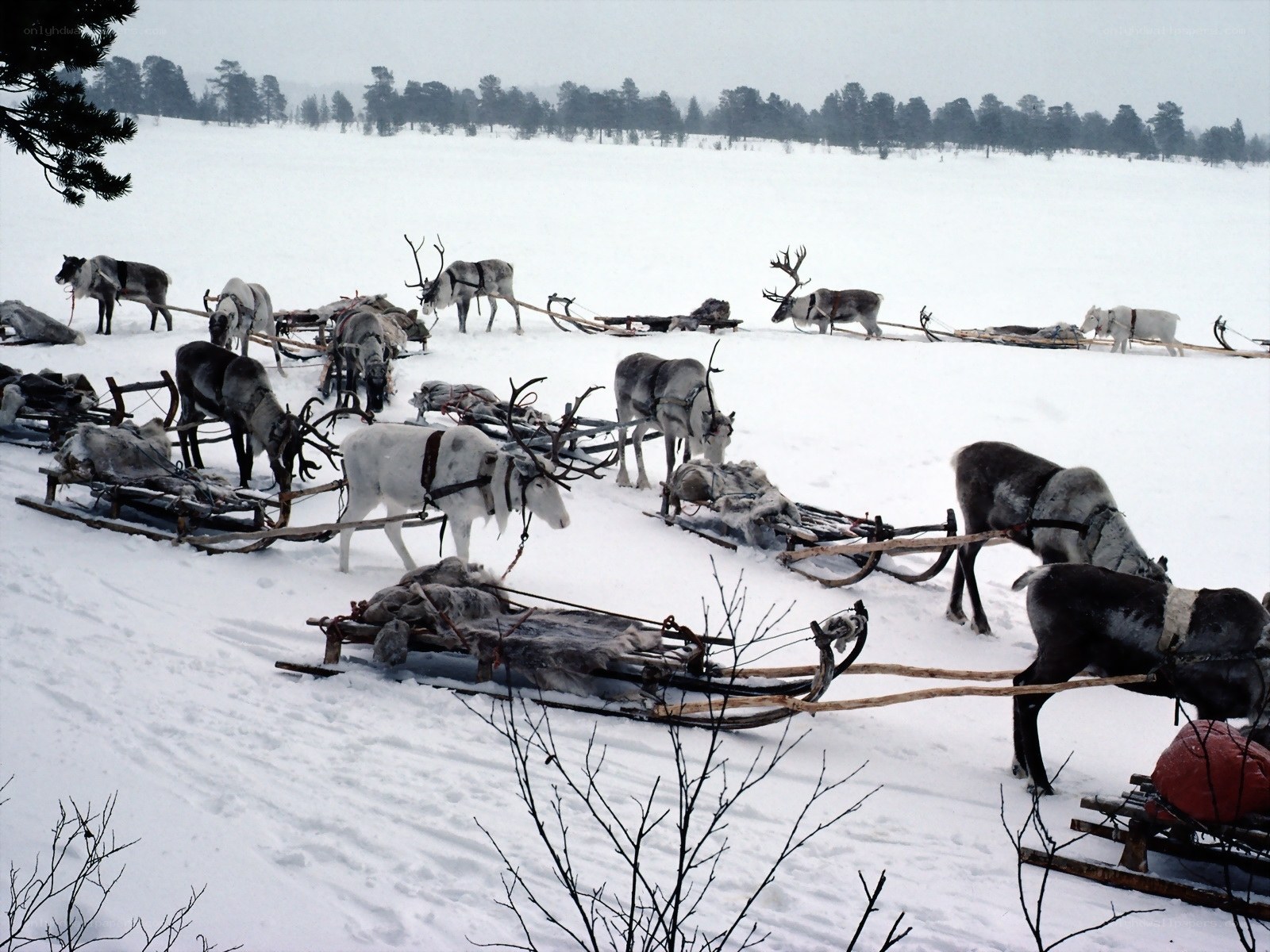 Reindeer pulling sleds in snow