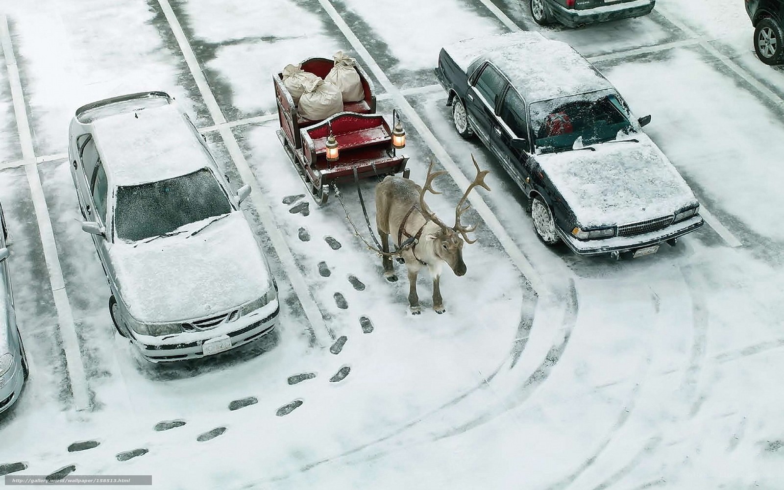 Reindeer pulling sleigh in parking lot