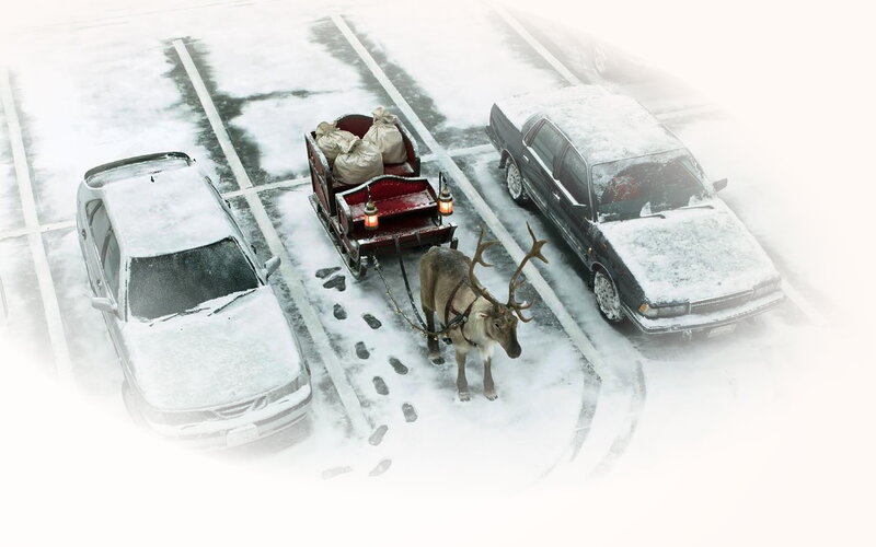 Reindeer Pulling Sleigh — White, Cold, Winter, Photograph, Cars