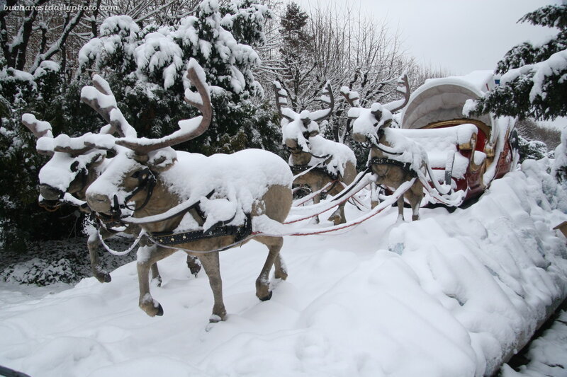 Reindeer Pulling Sleigh — White, Cold, Winter, Photograph