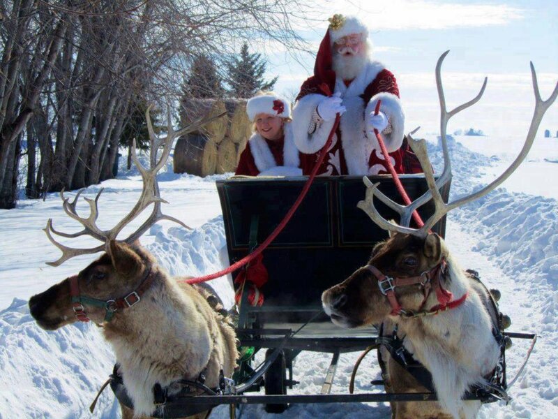 Reindeer Pulling Sleigh — White, Festive, Winter