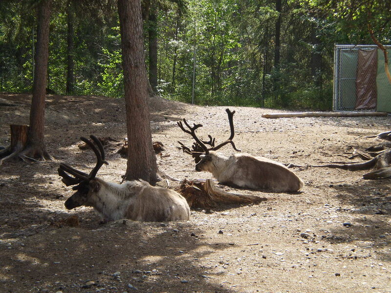 Reindeer resting in forest