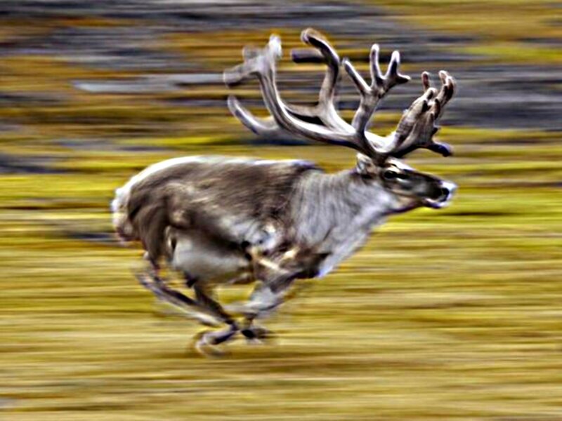 Reindeer Running