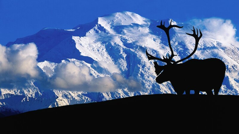 Reindeer silhouette against snowy mountain