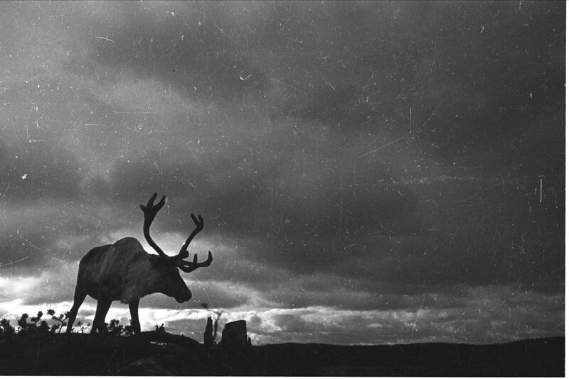 Reindeer silhouette at dusk