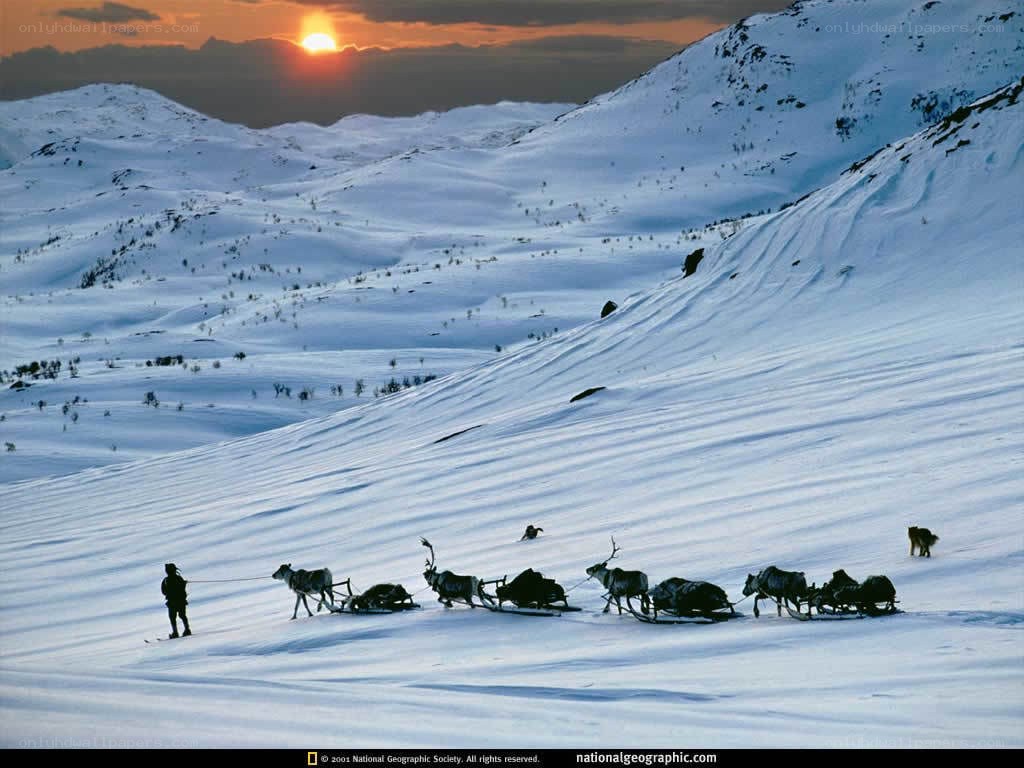 Reindeer sled at sunset