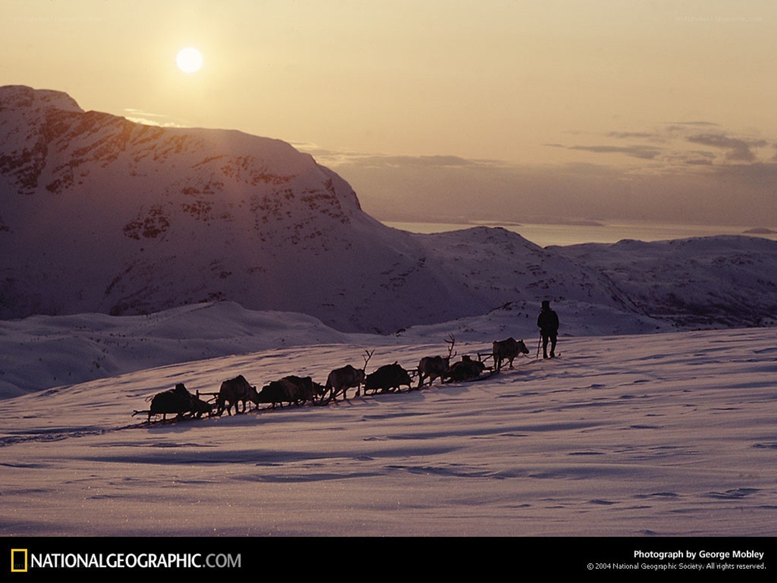 Reindeer sled at sunset