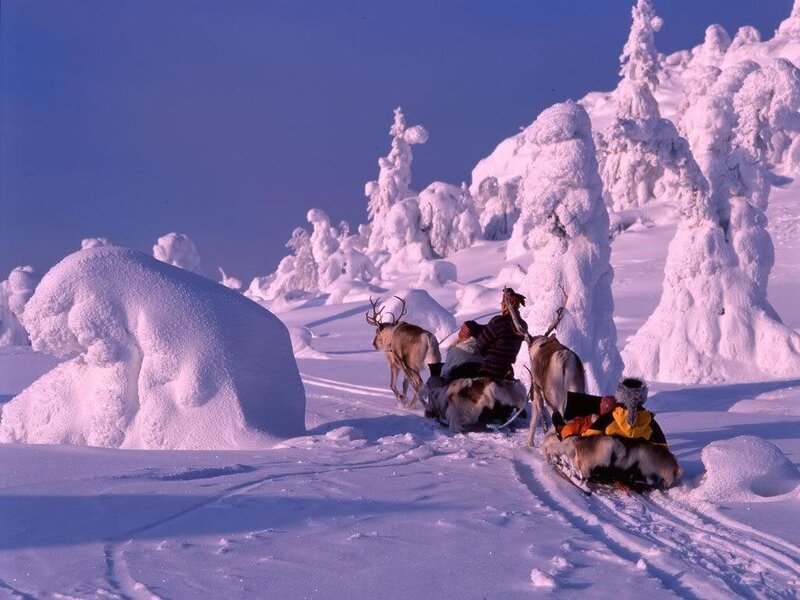 Reindeer sleigh in snowy landscape