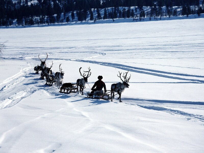 Reindeer sleigh in snowy landscape