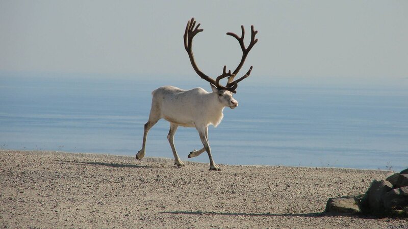 Reindeer Walking on Beach