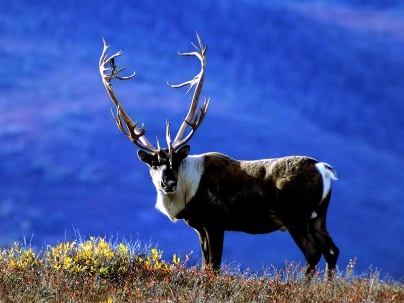 Reindeer with Antlers — Blue, Dramatic