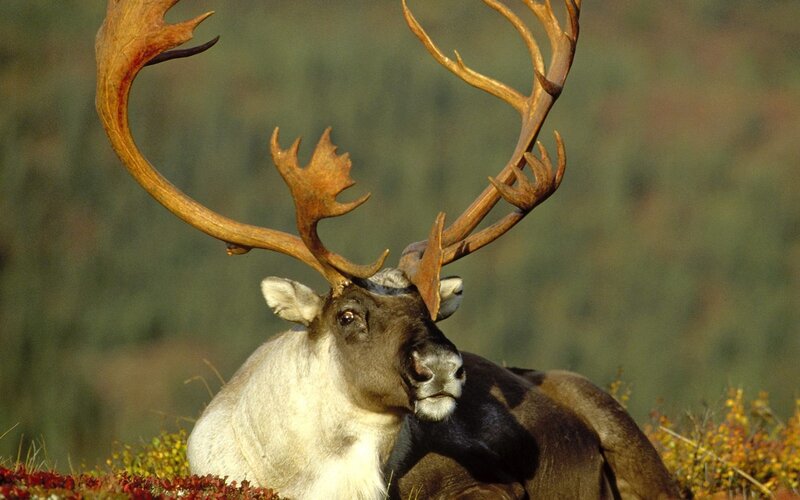 Reindeer with Antlers — Brown, Calm, Autumn, Photograph