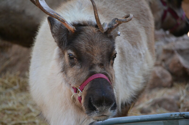 Reindeer with Antlers — Brown, Calm