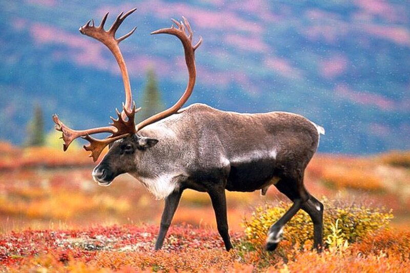 Reindeer with Antlers — Brown