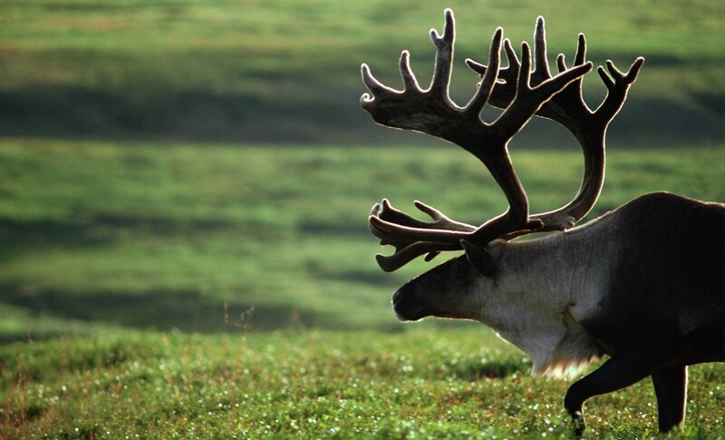 Reindeer with Antlers — Green