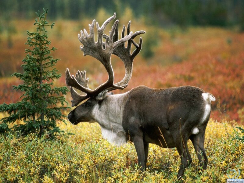 Reindeer with Antlers