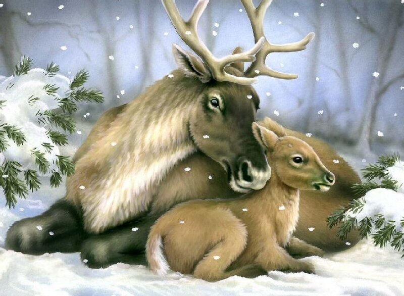 Reindeer with Calf