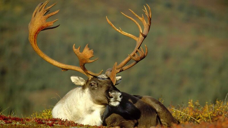 Reindeer with large antlers