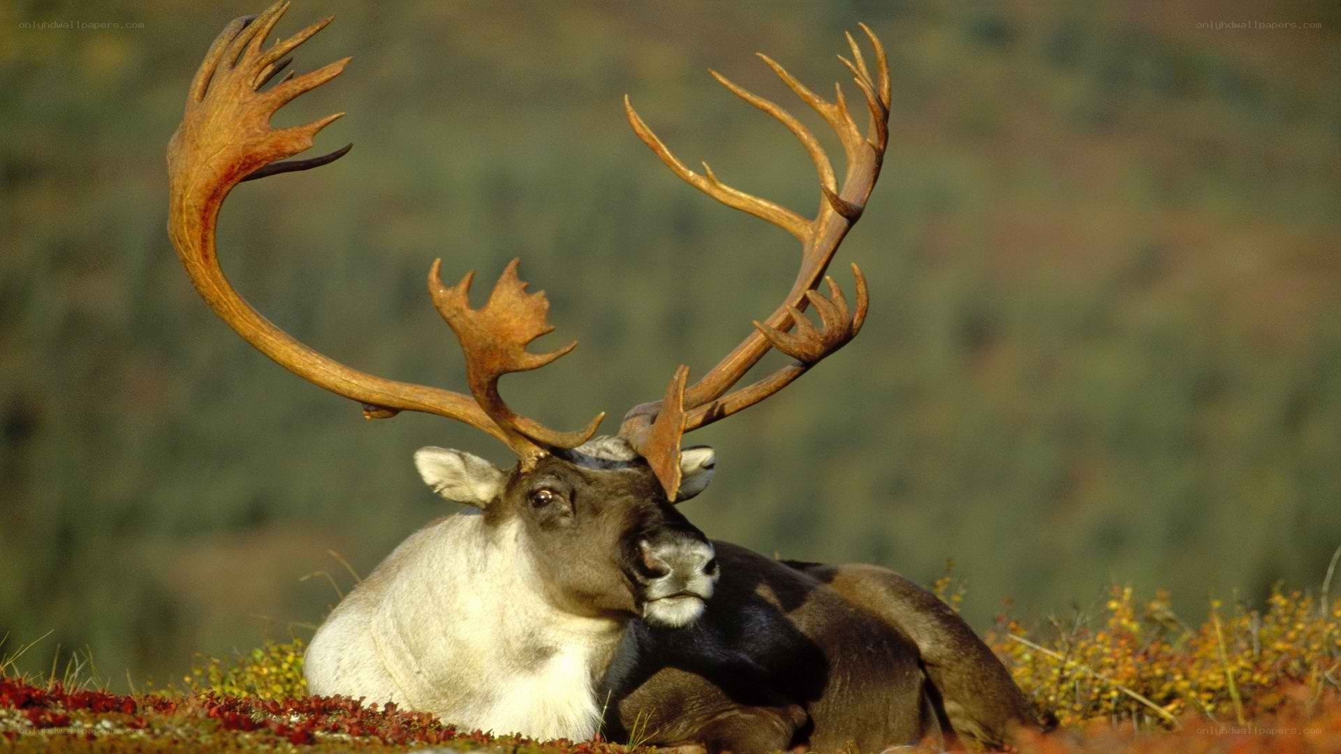 Reindeer with large antlers