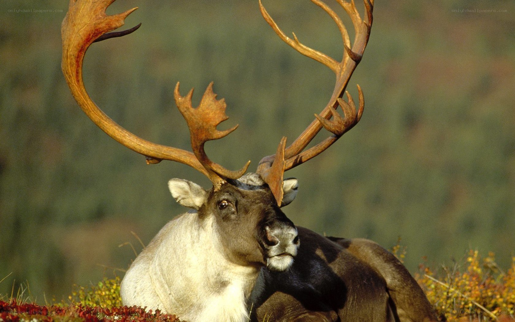 Reindeer with large antlers