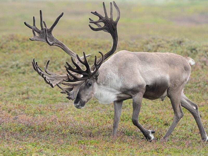 Reindeer with large antlers