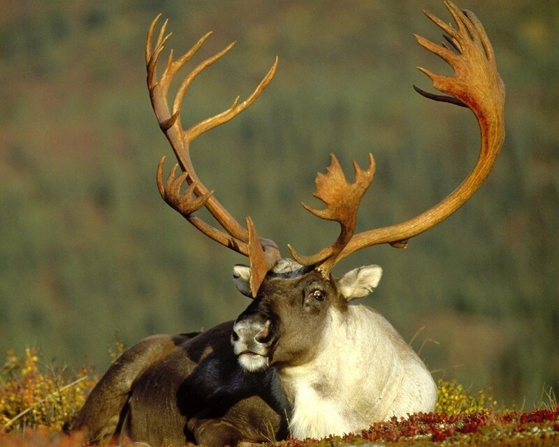 Reindeer with large antlers