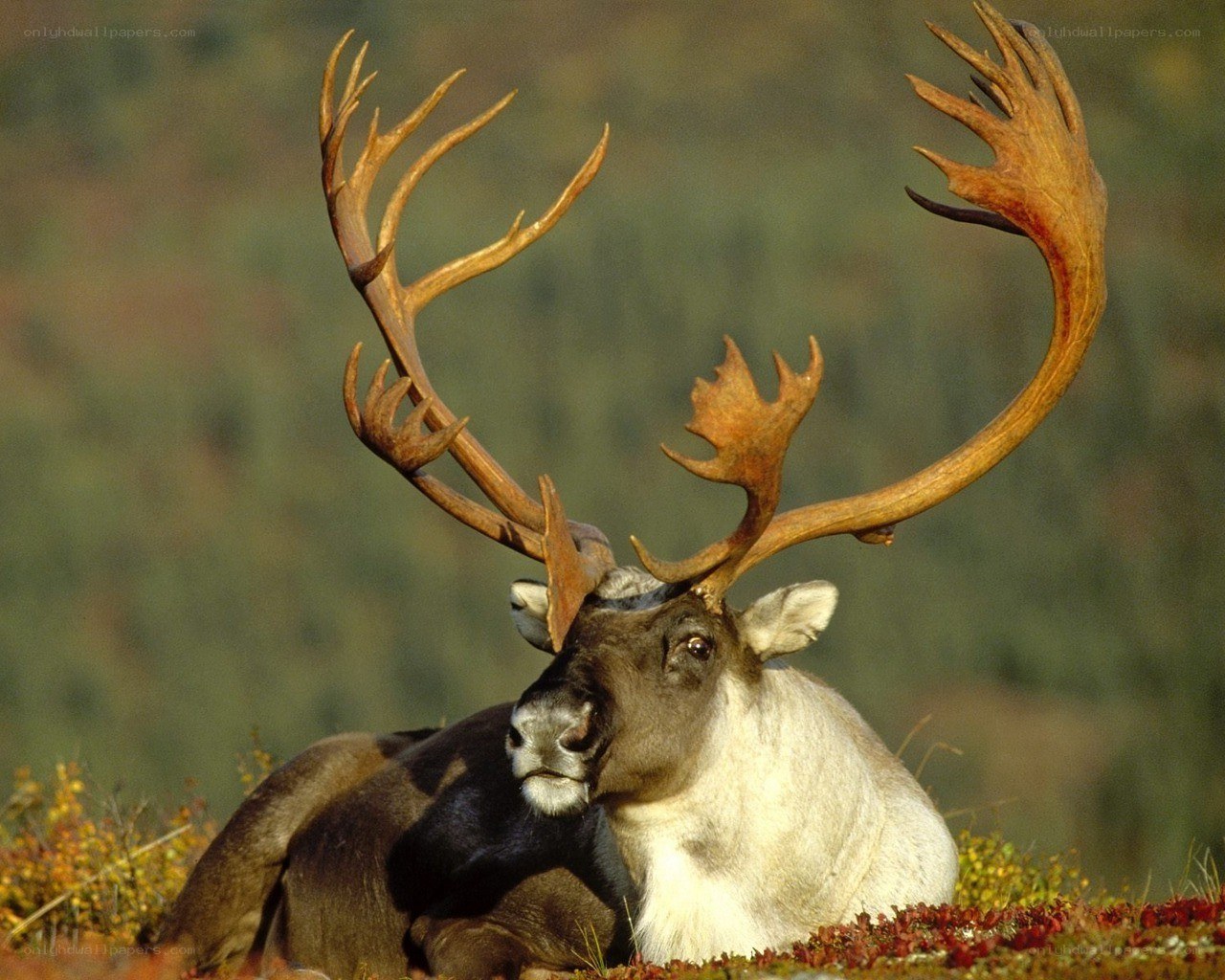 Reindeer with large antlers