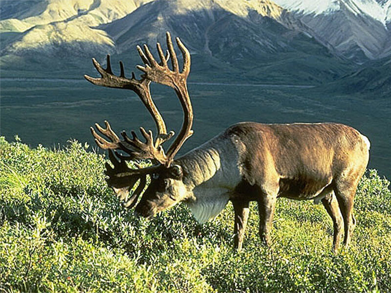 Reindeer with Large Antlers — Green